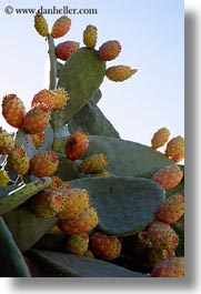 images/Europe/Greece/Tinos/Flowers/prickly-pear-cactus.jpg