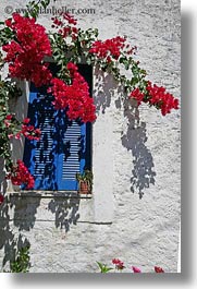 images/Europe/Greece/Tinos/Flowers/red-bougainvillea-n-blue-window-1.jpg