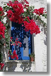 images/Europe/Greece/Tinos/Flowers/red-bougainvillea-n-blue-window-2.jpg