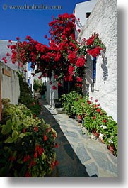 images/Europe/Greece/Tinos/Flowers/red-bougainvillea-n-flowery-alley.jpg