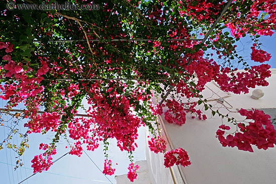 red-bougainvillea-upview.jpg