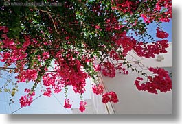 images/Europe/Greece/Tinos/Flowers/red-bougainvillea-upview.jpg
