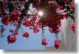 images/Europe/Greece/Tinos/Flowers/red-bougainvillea-w-sun-upview.jpg