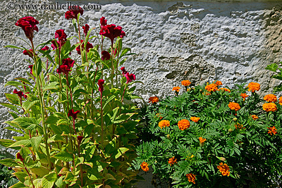 red-n-orange-flowers.jpg