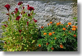 images/Europe/Greece/Tinos/Flowers/red-n-orange-flowers.jpg