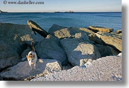 images/Europe/Greece/Tinos/Misc/kitty-on-rocks-w-ocean-view.jpg