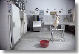 images/Europe/Greece/Tinos/Misc/pelican-in-clean-room-1.jpg