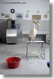 images/Europe/Greece/Tinos/Misc/pelican-in-clean-room-2.jpg