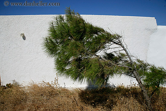 pine-tree-wall-n-sky.jpg