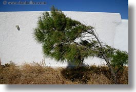 images/Europe/Greece/Tinos/Misc/pine-tree-wall-n-sky.jpg