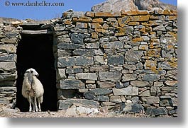 images/Europe/Greece/Tinos/Misc/sheep-in-stone-hutch.jpg
