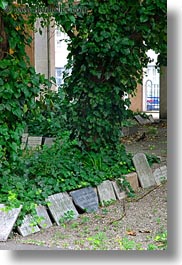 images/Europe/Hungary/Budapest/Buildings/Synagogue/Cemetary/tree-ivy-n-graves-1.jpg