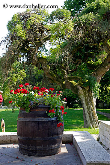 barrel-of-geraniums-2.jpg