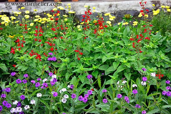 red-n-purple-n-yellow-flowers.jpg