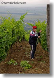 images/Europe/Hungary/Tarcal/People/woman-picking-picking-grapes-2.jpg