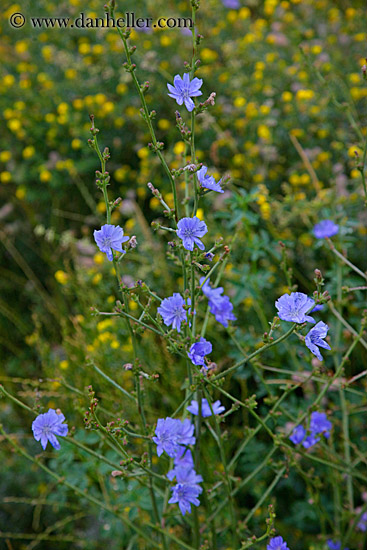 blue-flowers.jpg