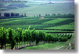 europe, grape vines, horizontal, houses, hungary, nature, plants, tokaj hills, vines, vineyards, photograph