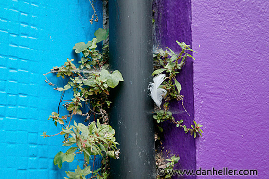 blue-purple-vine.jpg