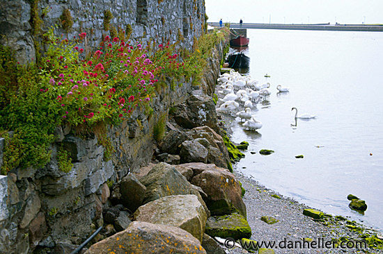 galway-swans-1.jpg