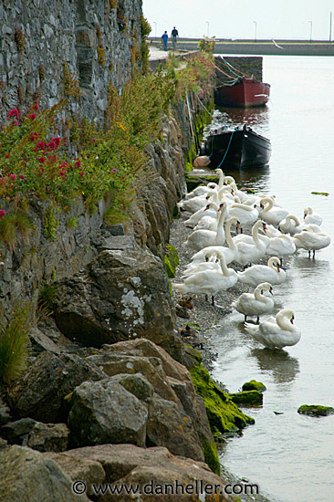 galway-swans-2.jpg