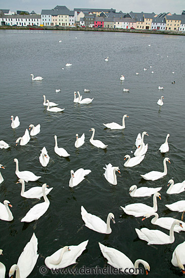 galway-swans-3.jpg