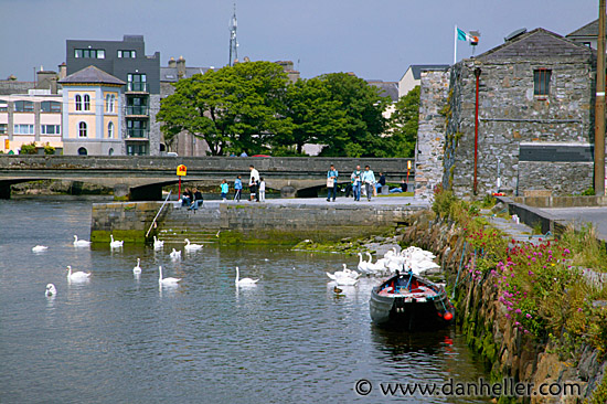 galway-swans-4.jpg