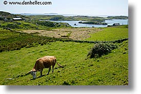 images/Europe/Ireland/Connemara/Inishbofin/grazing-cow.jpg