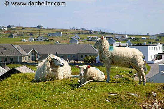 inish-sheep-1.jpg