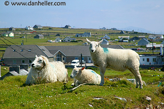 inish-sheep-2.jpg