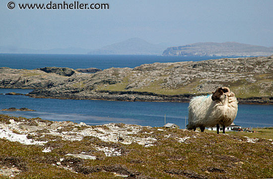 inish-sheep-3.jpg