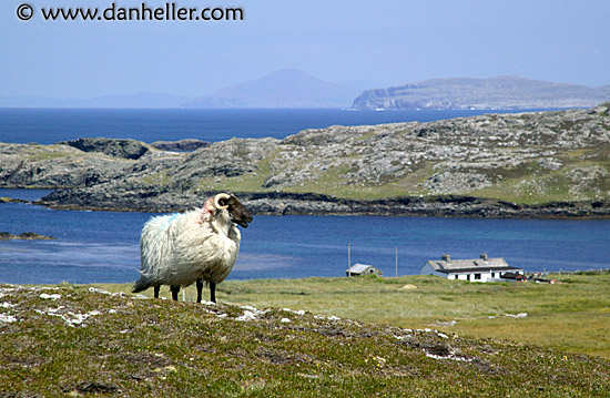 inish-sheep-4.jpg