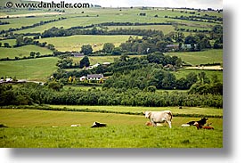 images/Europe/Ireland/Connemara/Landscapes/cow-pasture-1.jpg