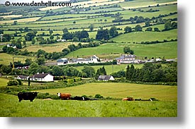 images/Europe/Ireland/Connemara/Landscapes/cow-pasture-2.jpg