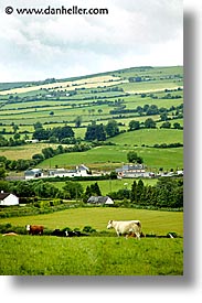 images/Europe/Ireland/Connemara/Landscapes/cow-pasture-3.jpg
