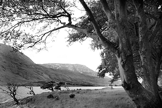 tree-river-bw.jpg