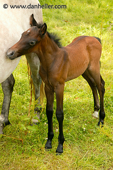 foal.jpg