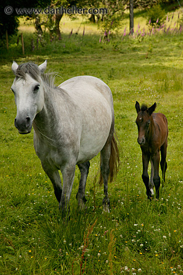 horse-n-foal-2.jpg