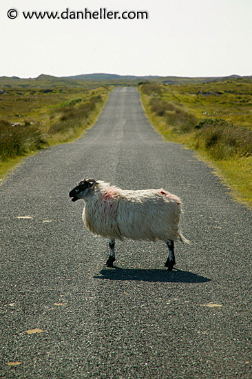 connemara-sheep-1.jpg