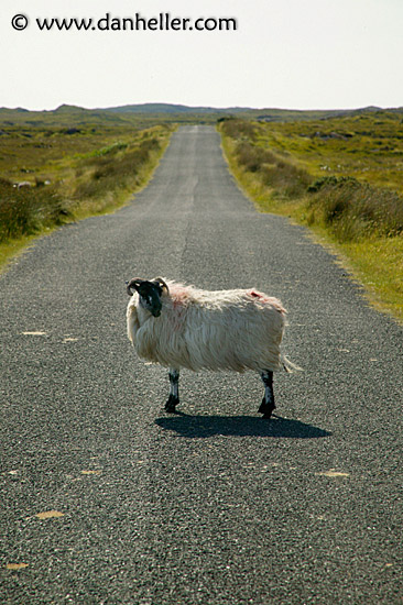 connemara-sheep-2.jpg