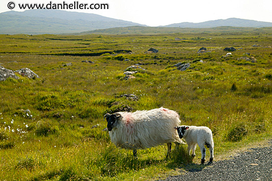 connemara-sheep-4.jpg