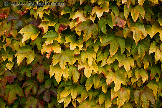 fall-leaves.jpg