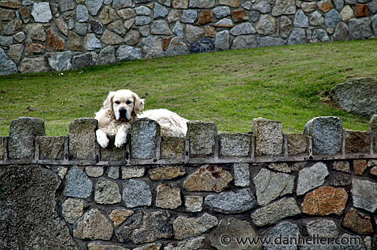 big-white-pooch-01.jpg