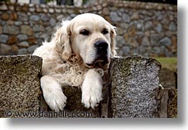 images/Europe/Ireland/Leinster/Dublin/Dogs/big-white-pooch-02.jpg