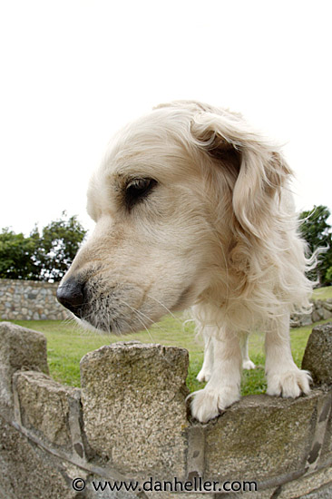 big-white-pooch-05.jpg