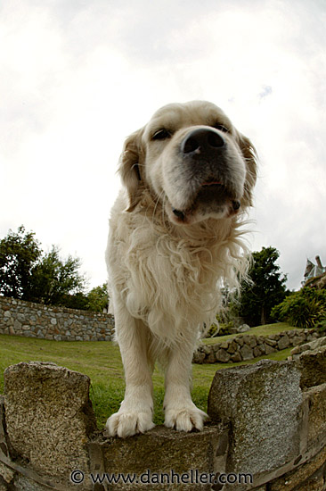 big-white-pooch-06.jpg