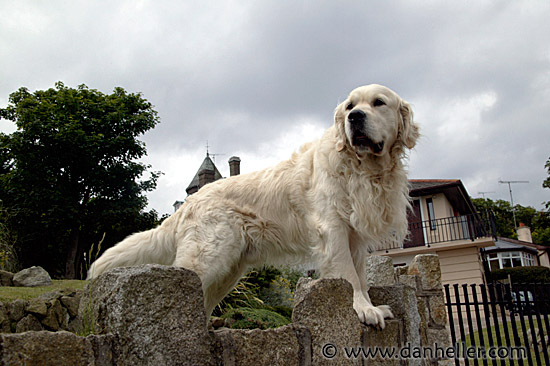 big-white-pooch-19.jpg