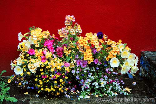 cobh-flowers.jpg