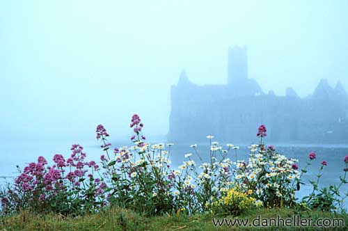 wildflowers-in-fog.jpg