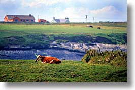 images/Europe/Ireland/Munster/Dingle/dingle-cow.jpg