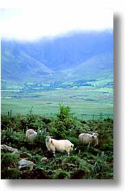 images/Europe/Ireland/Munster/Dingle/sheep-a.jpg